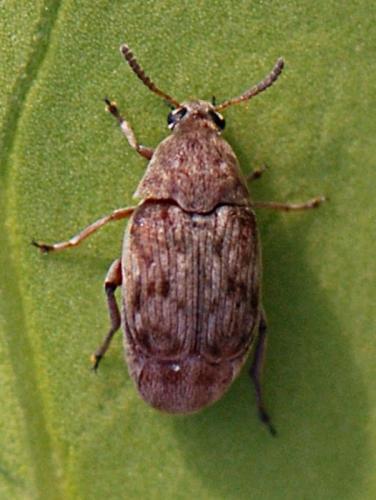 Bruchidius terrenus